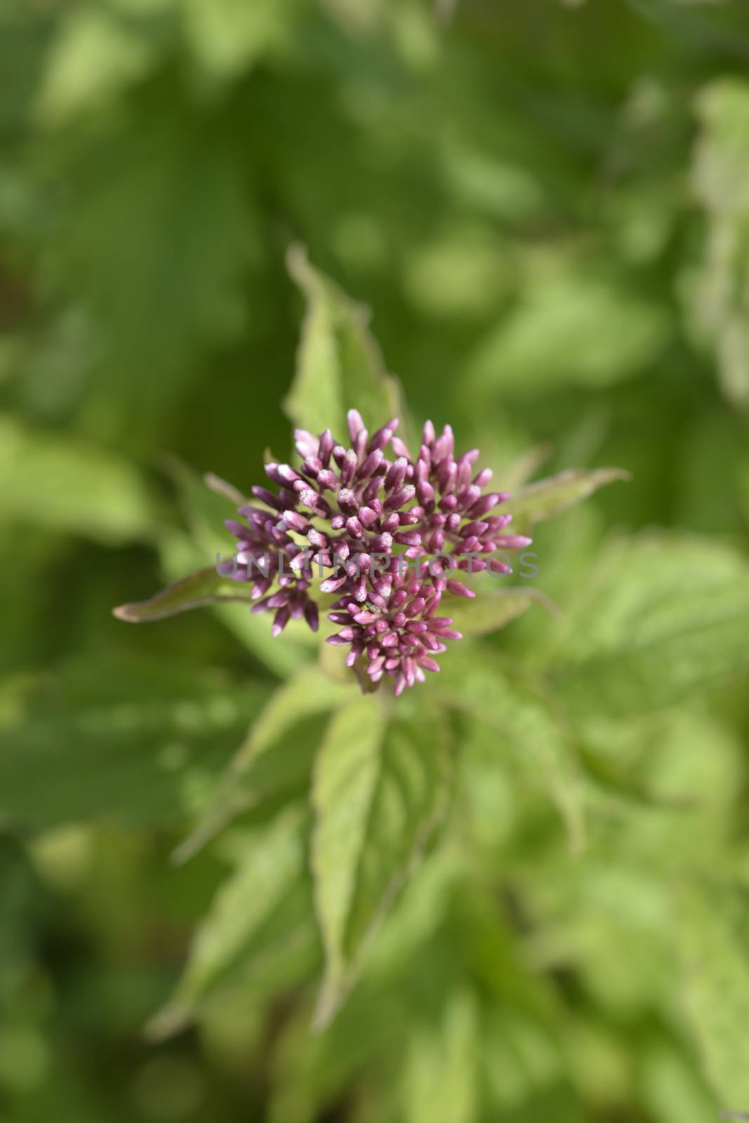 Hemp agrimony flower buds - Latin name - Eupatorium cannabinum