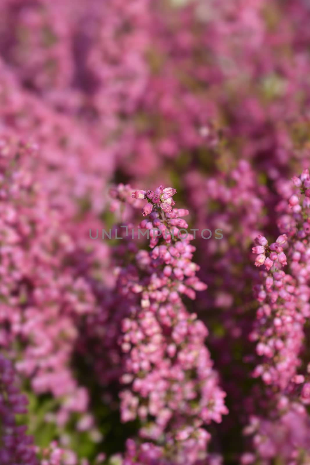 Pink bell heather - Latin name - Erica gracilis