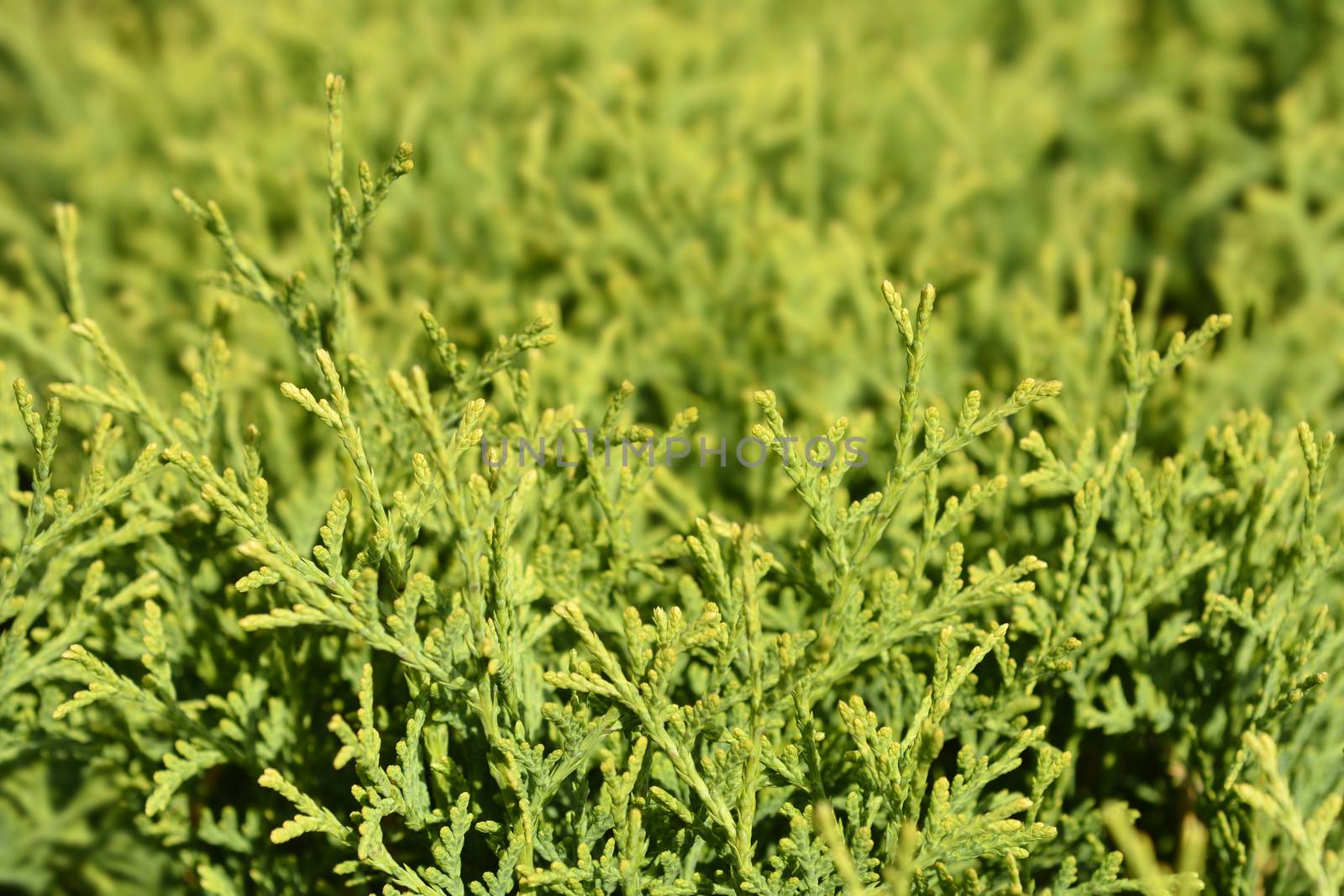 Tiny Tim Arborvitae - Latin name - Thuja occidentalis Tiny Tim