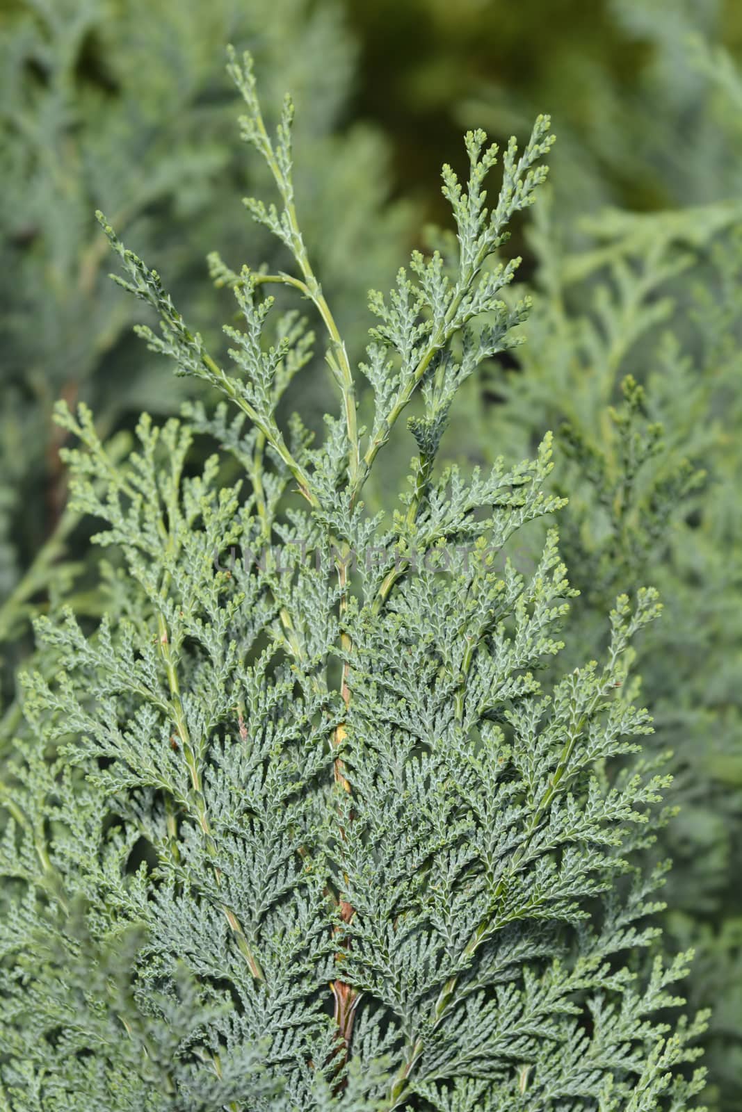 Lawsons Cypress Columnaris Glauca - Latin name - Chamaecyparis lawsoniana Columnaris Glauca