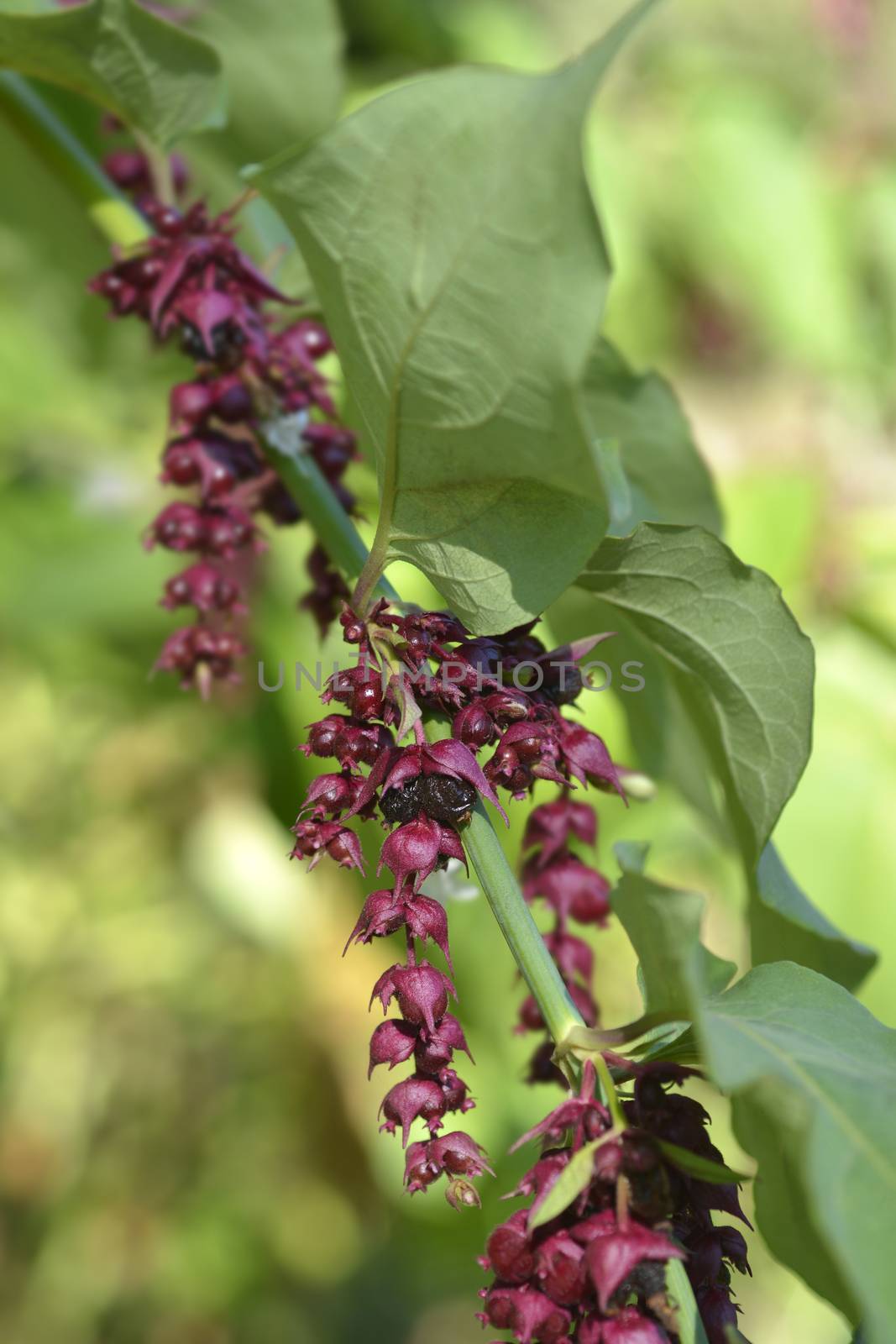 Himalayan honeysuckle - Latin name - Leycesteria formosa