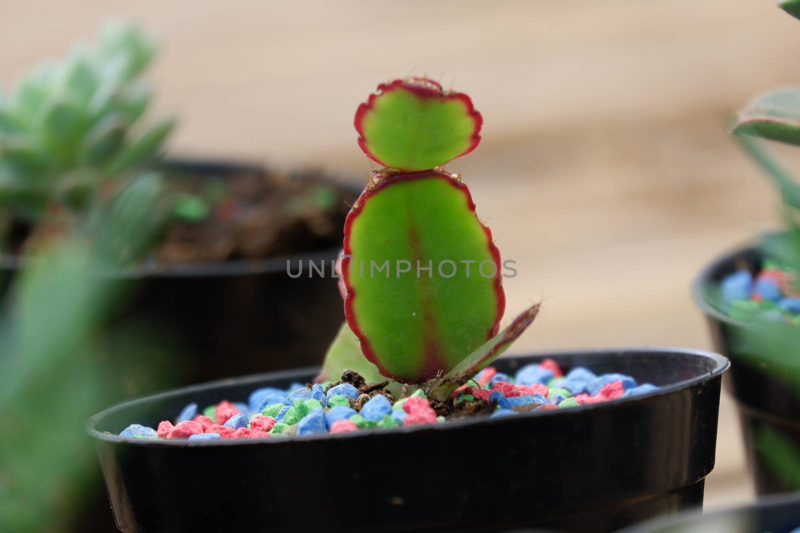 one of a kind of succulent by pengejarsenja