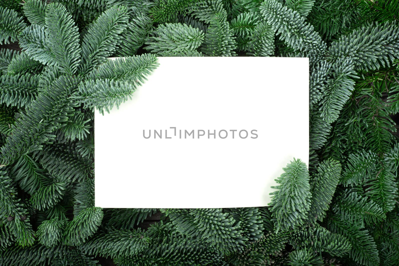 Christmas frame of natural fir tree branches with copy space for text isolated on white background of greeting card holiday celebration invitation