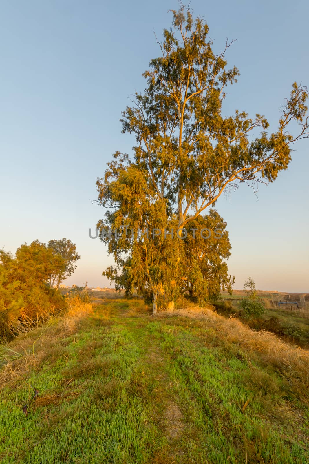 Sunrise view of a Eucalyptus tree, in En Afek nature reserve, northern Israel