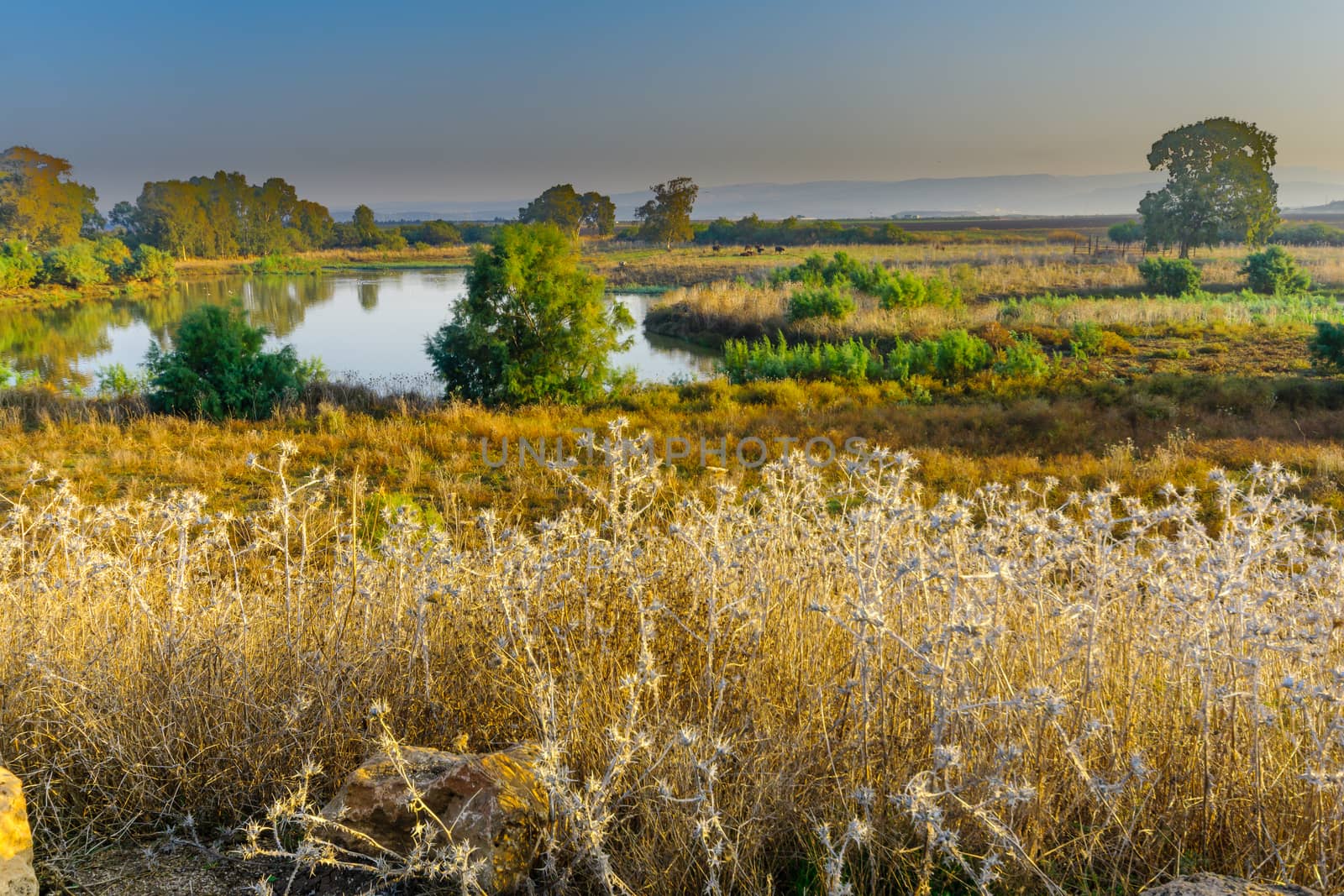 Wetland with Asian Water Buffalos, in En Afek nature reserve by RnDmS