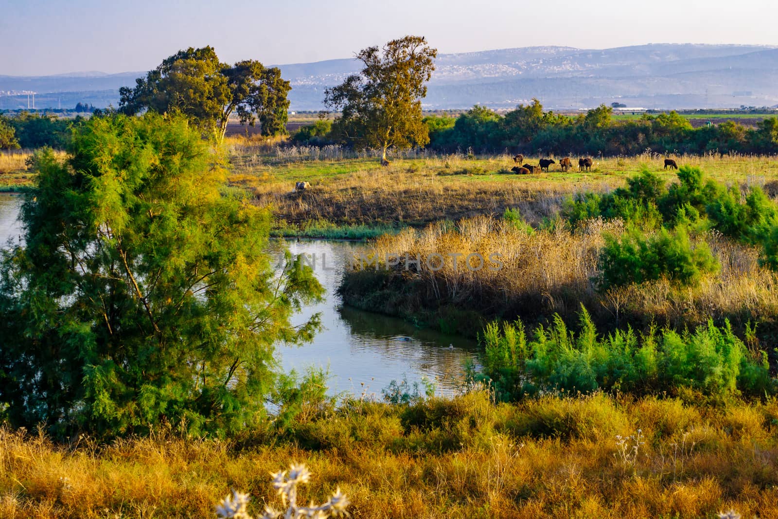 Morning view over wetland with Asian Water Buffalos (Bubalus bubalis), in En Afek nature reserve, northern Israel