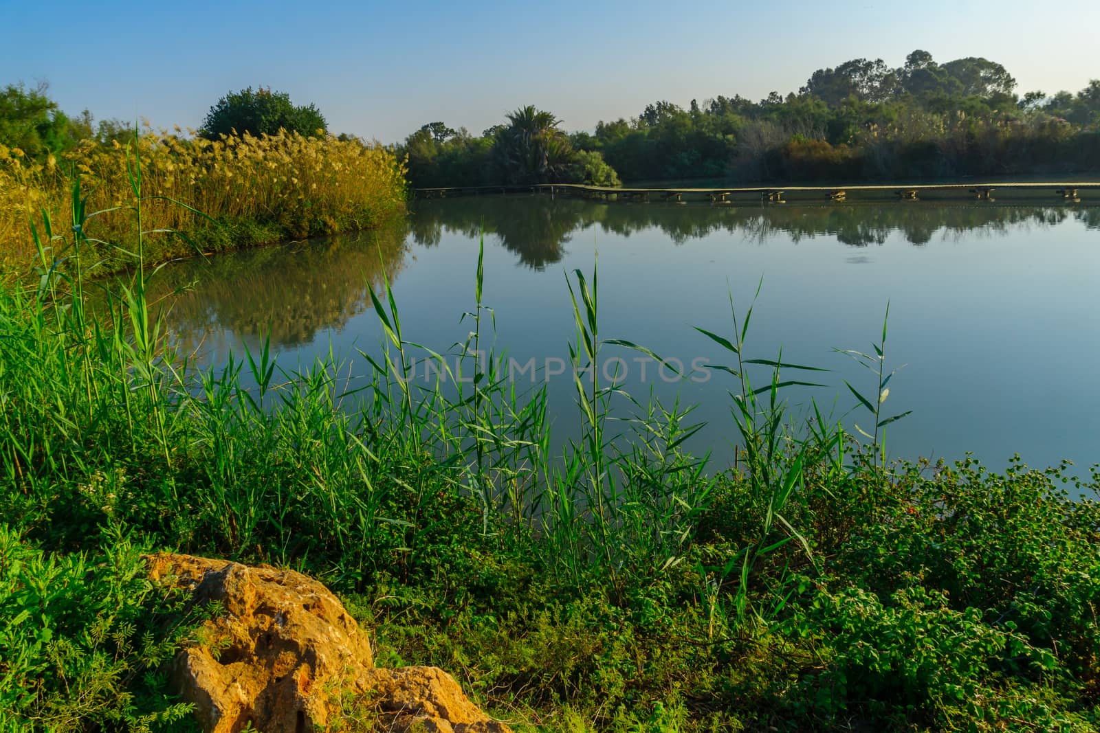 Pond with an elevated pathway, in En Afek nature reserve by RnDmS