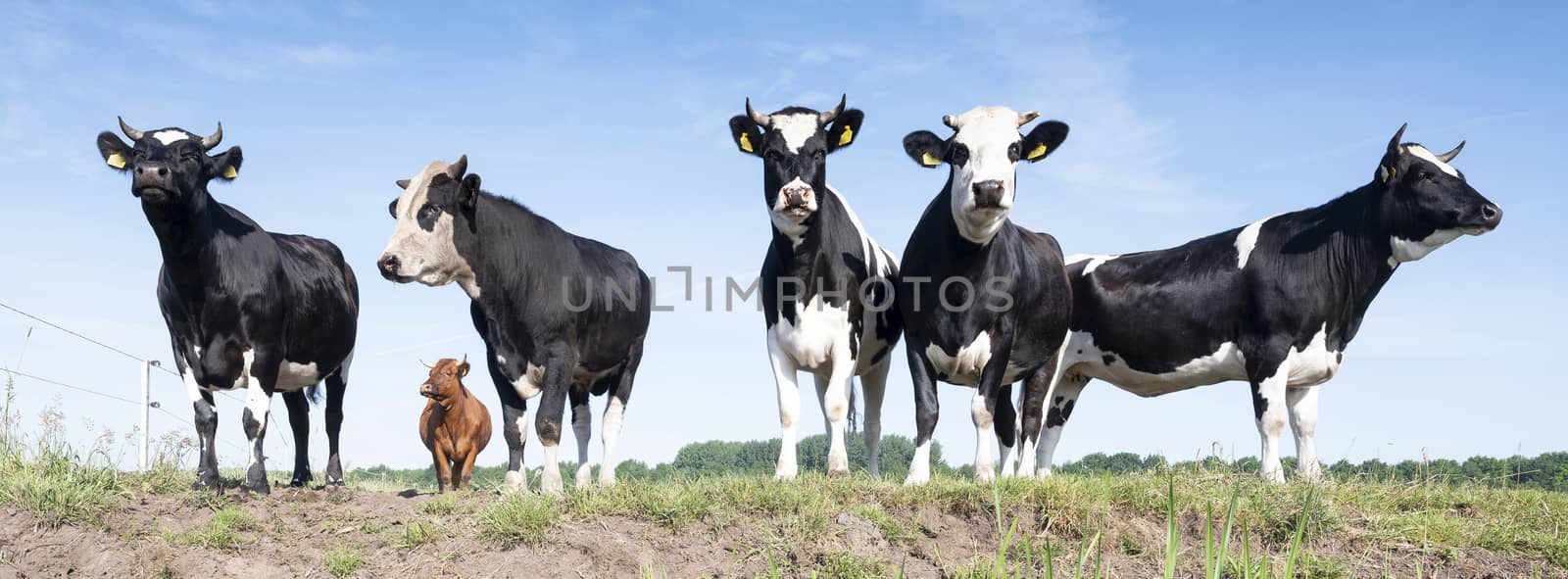 young horned black and white spotted cows under blue sky in meadow reflected in water of ditch under blue sky