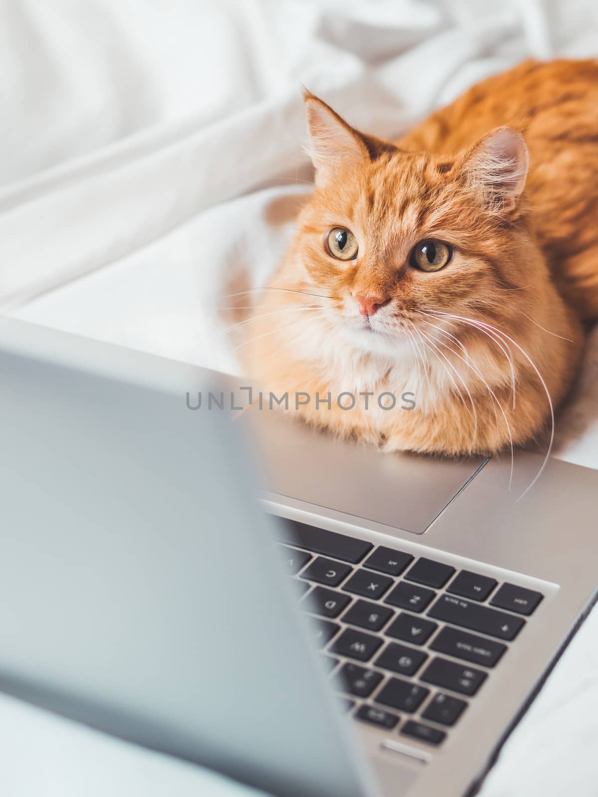 Cute ginger cat lying in bed with laptop. Fluffy pet with comput by aksenovko