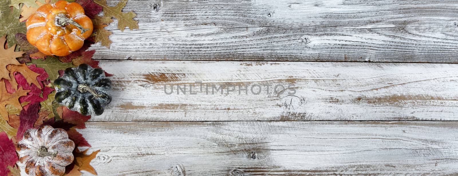 Autumn colorful leaves and gourds on white rustic wooden background for the Thanksgiving holiday season