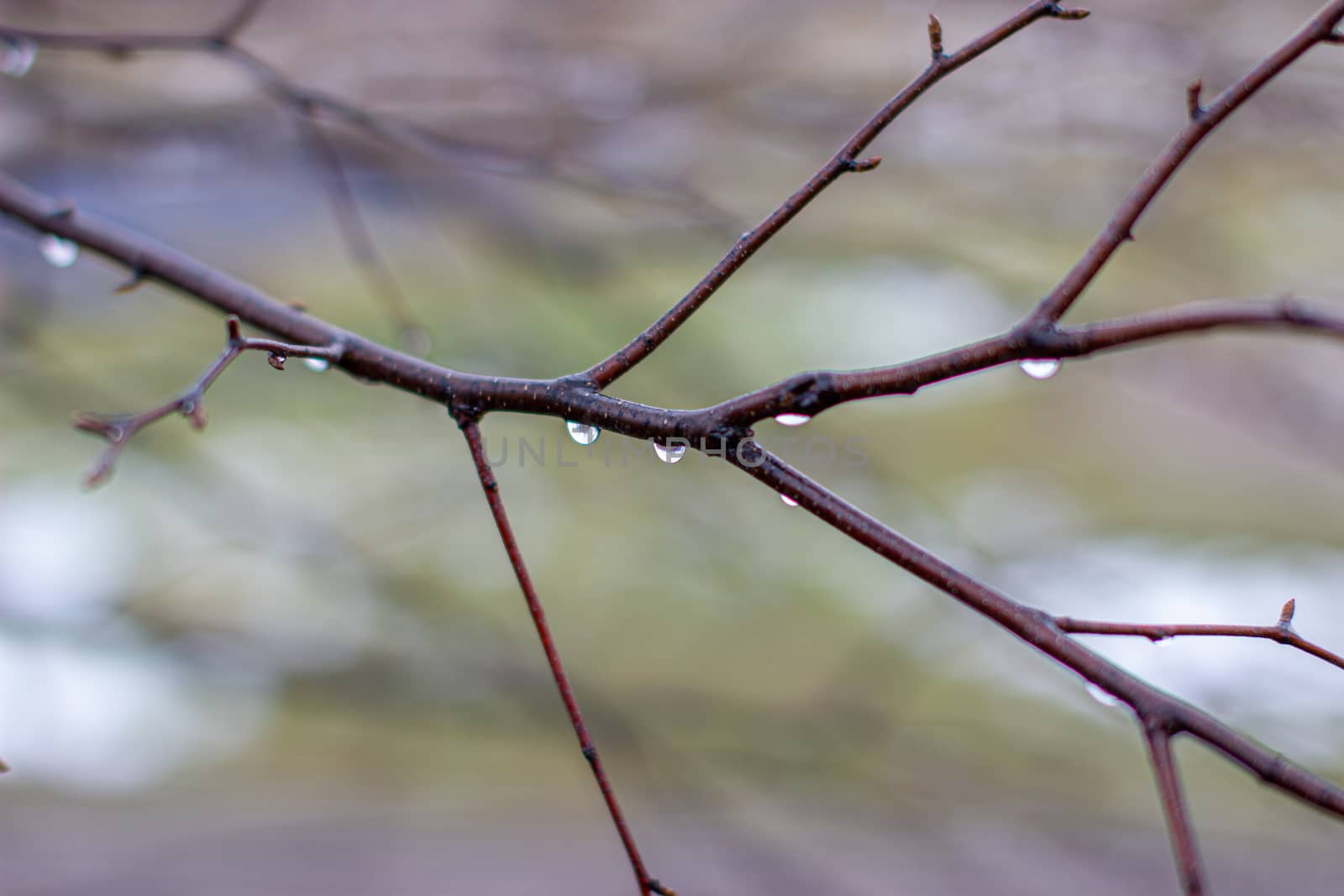 Water drops after rain on tree branches with a blurred background. by AnatoliiFoto