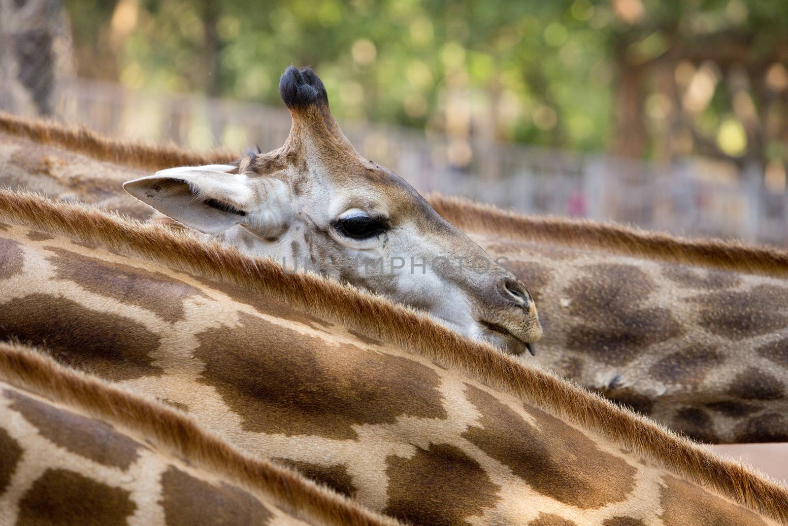 Cute Baby Giraffe. by jayzynism