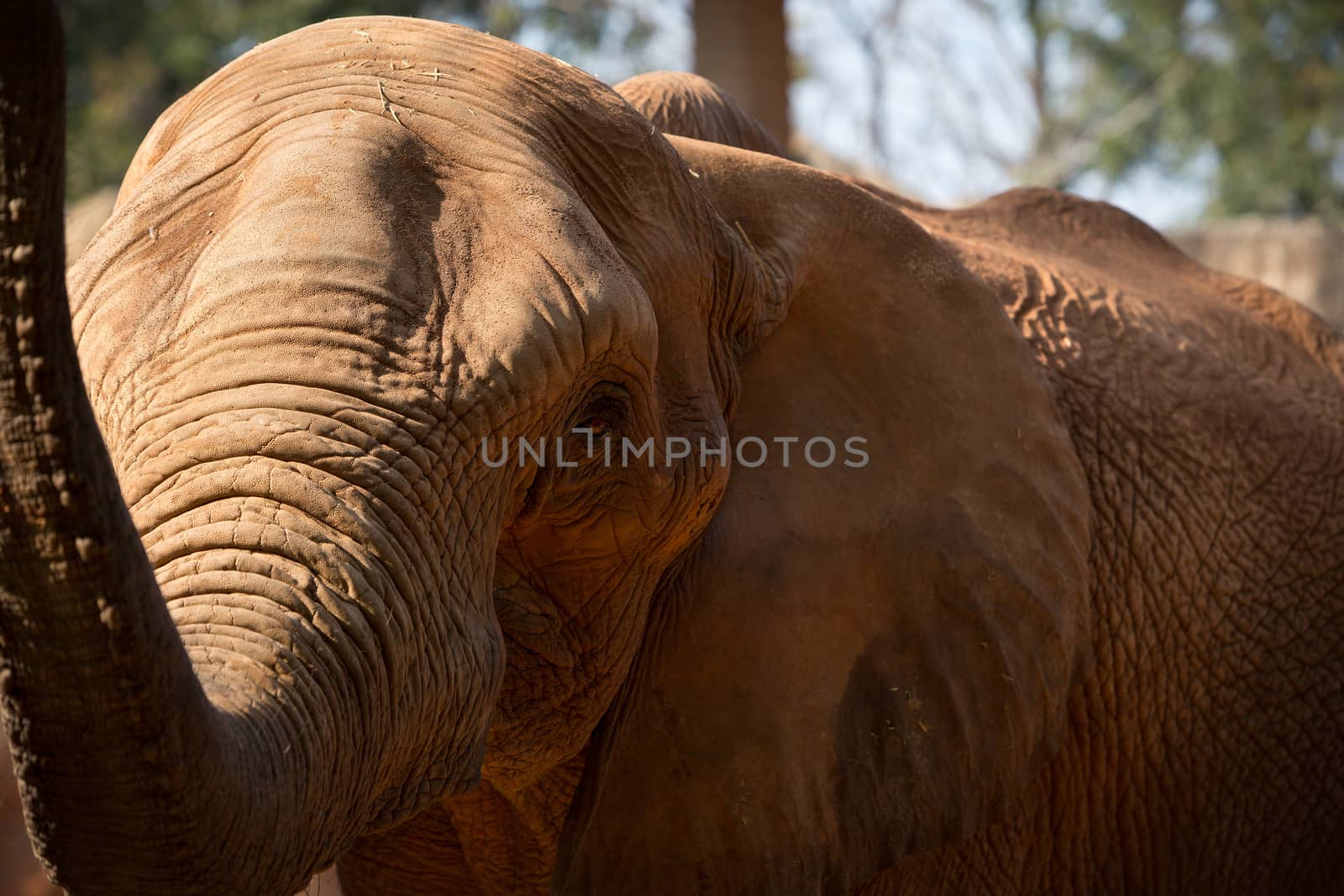 African Elephant raise the trunk with a dignified look.