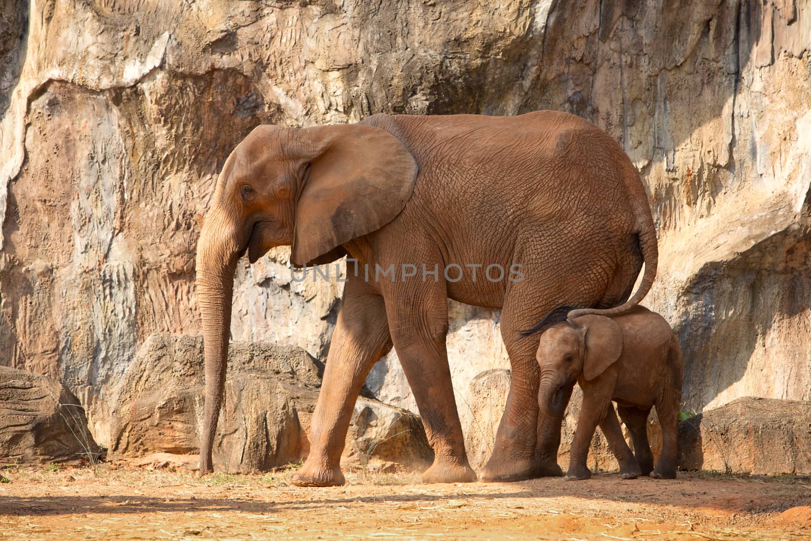 Suckling baby African Elephant with mum. by jayzynism