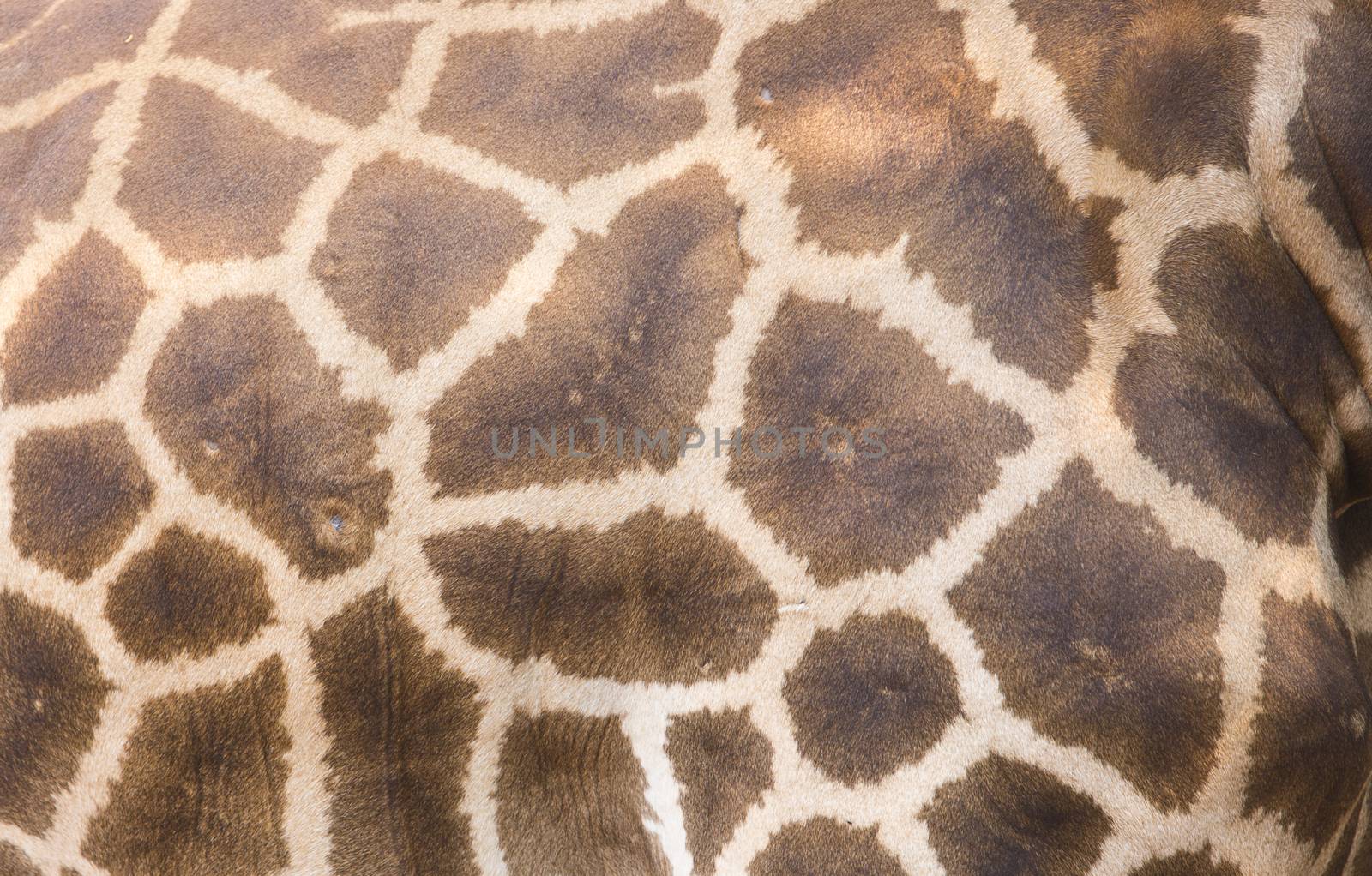 Genuine leather skin of Giraffe.