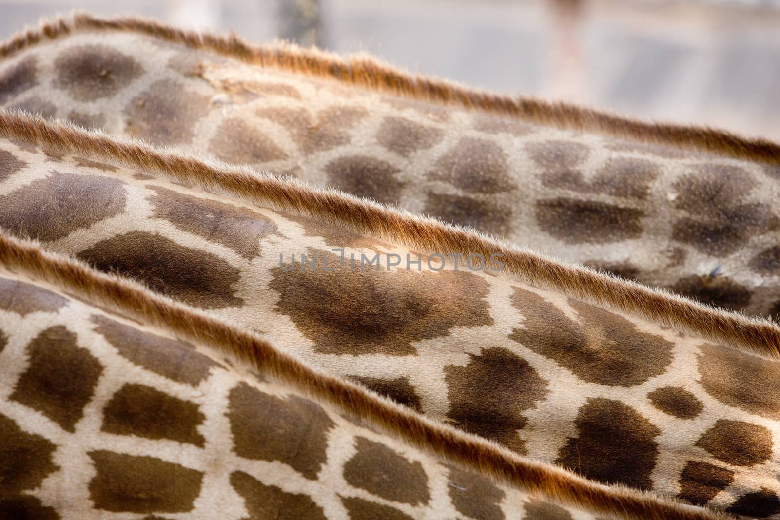 Skin and feather Giraffe. by jayzynism