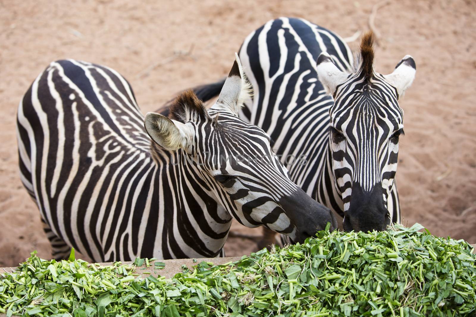 Zebra eating morning glory. by jayzynism