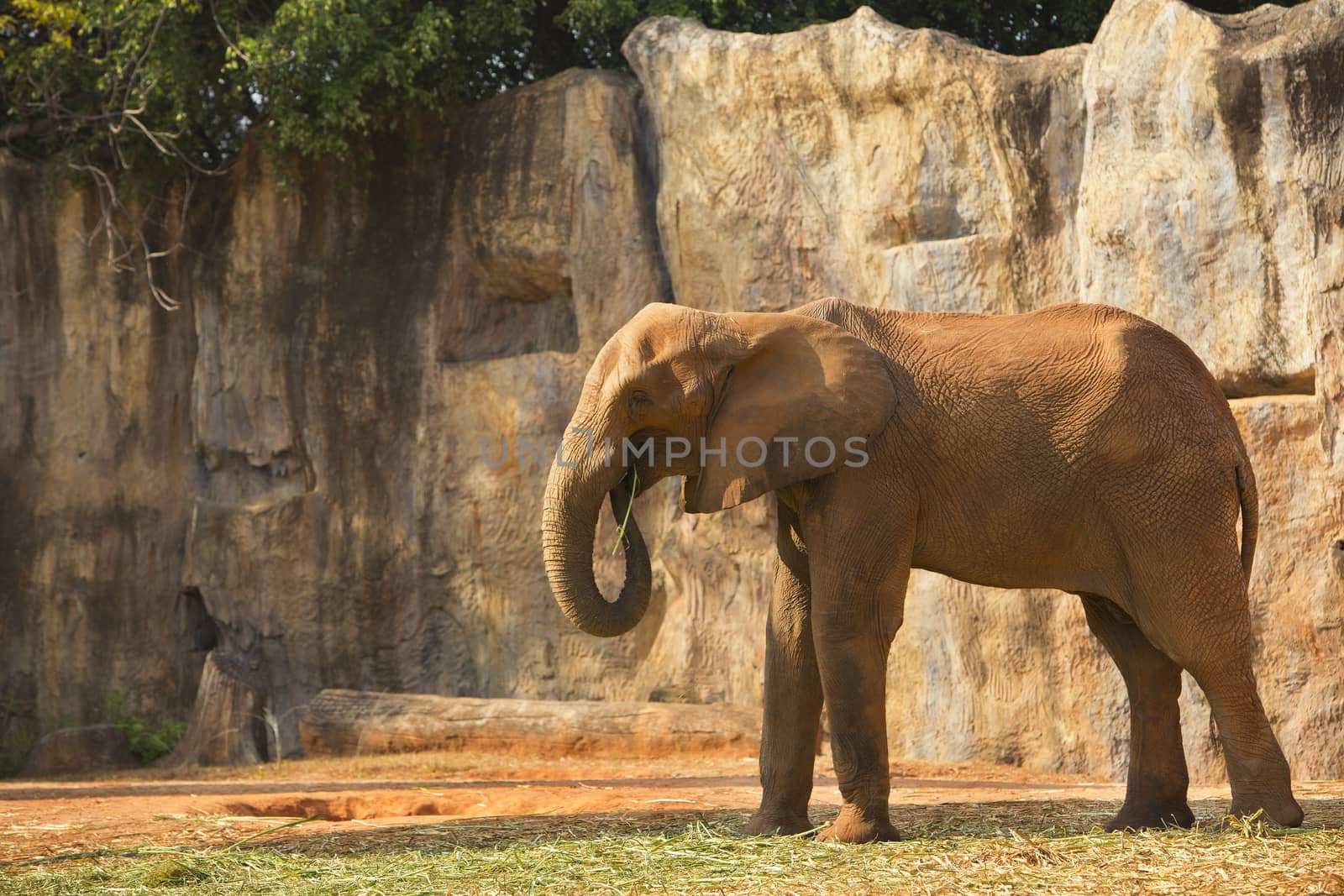 African elephant feeding morning glory.