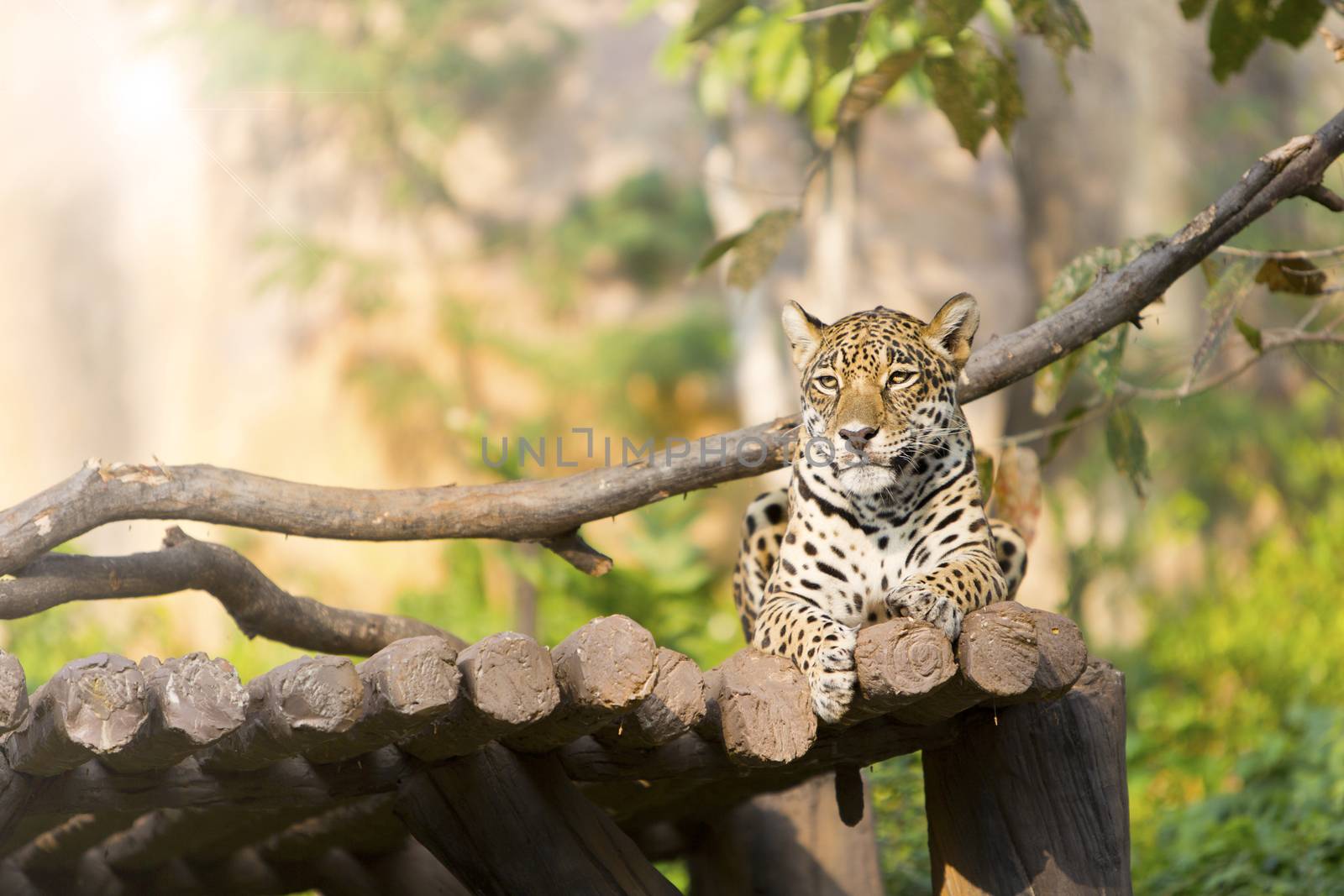 Tiger leopard on wood resting in the zoo. by jayzynism