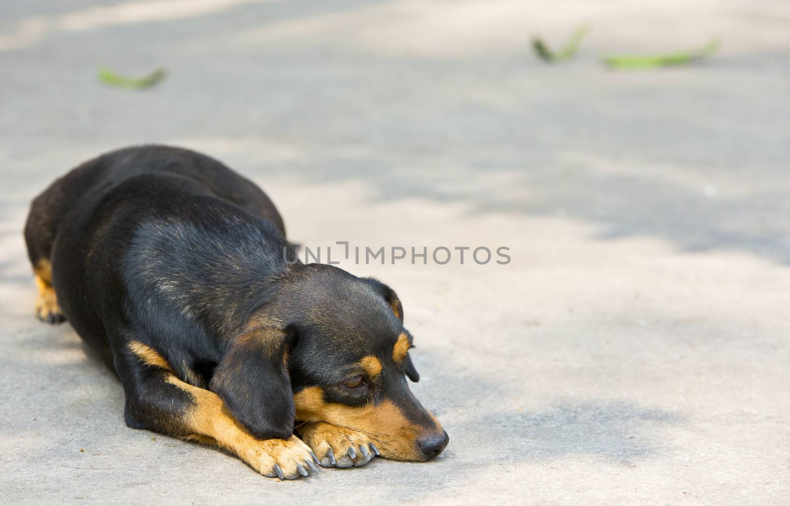 Dachshund small dog resting. by jayzynism