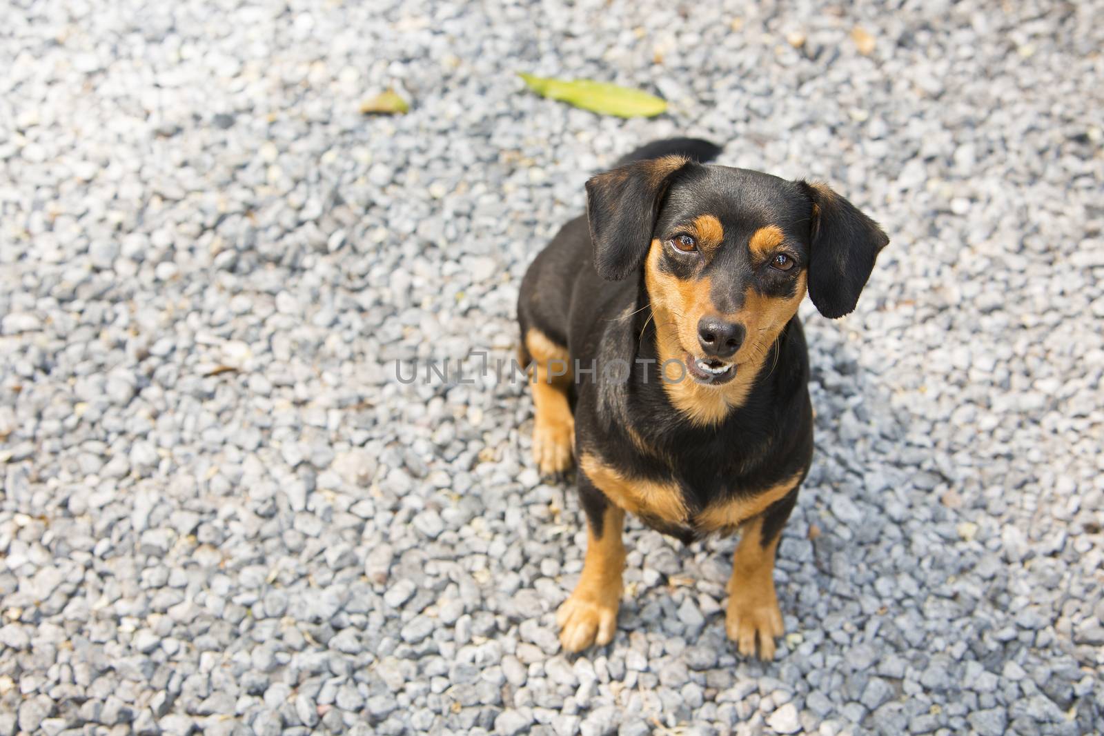 Black-brown Dachshund sit down.