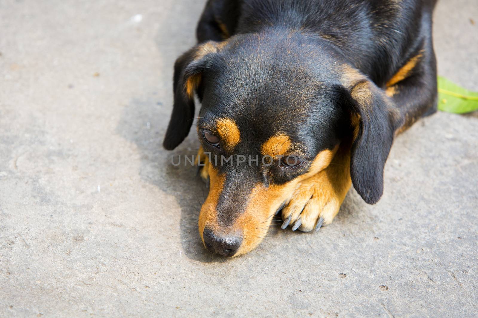Dachshund small dog resting. by jayzynism