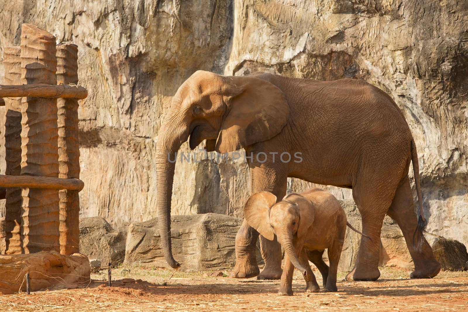 Suckling baby African Elephant playing with mum.