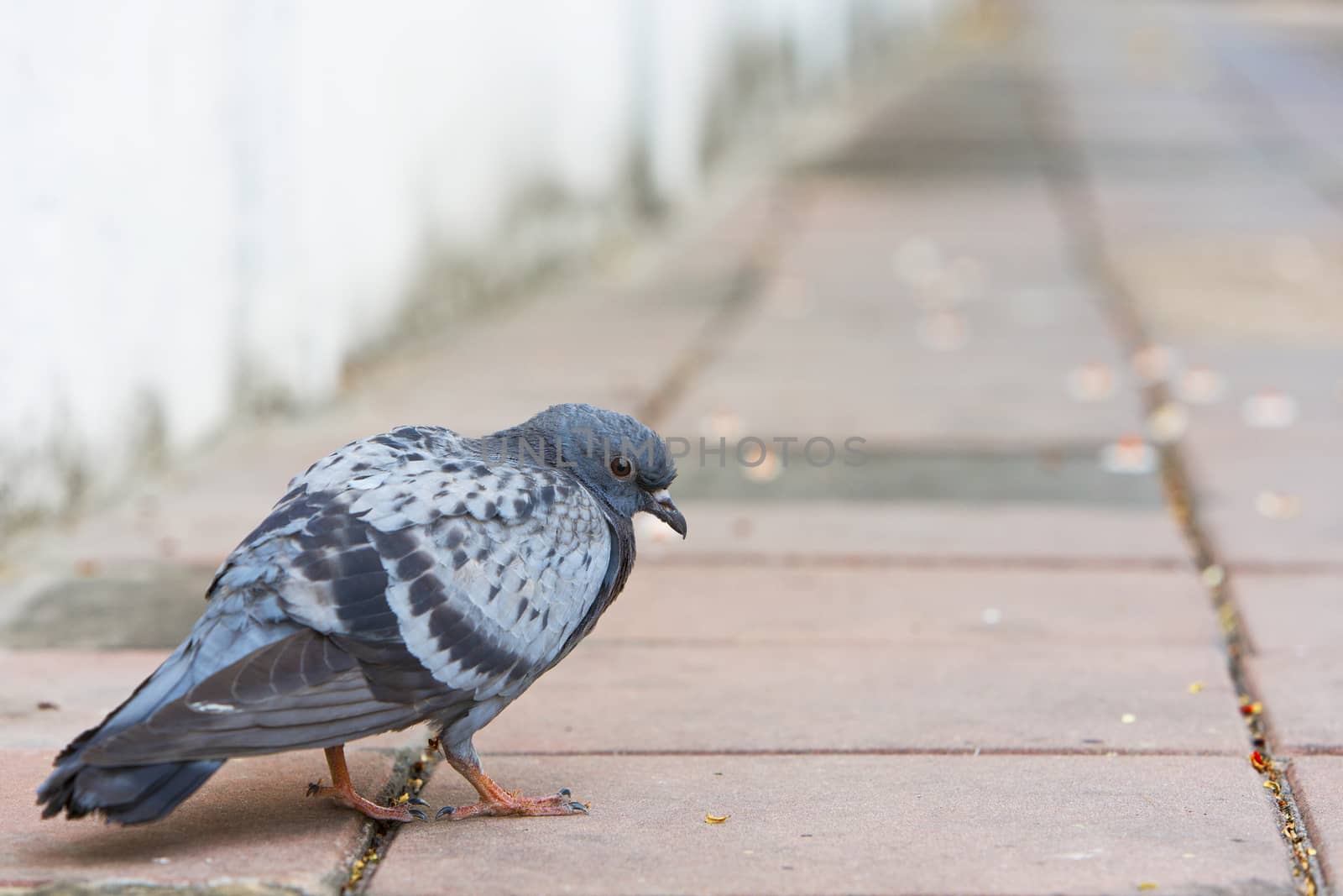 Bird of a pigeon dove grey color walking on concrete. by jayzynism