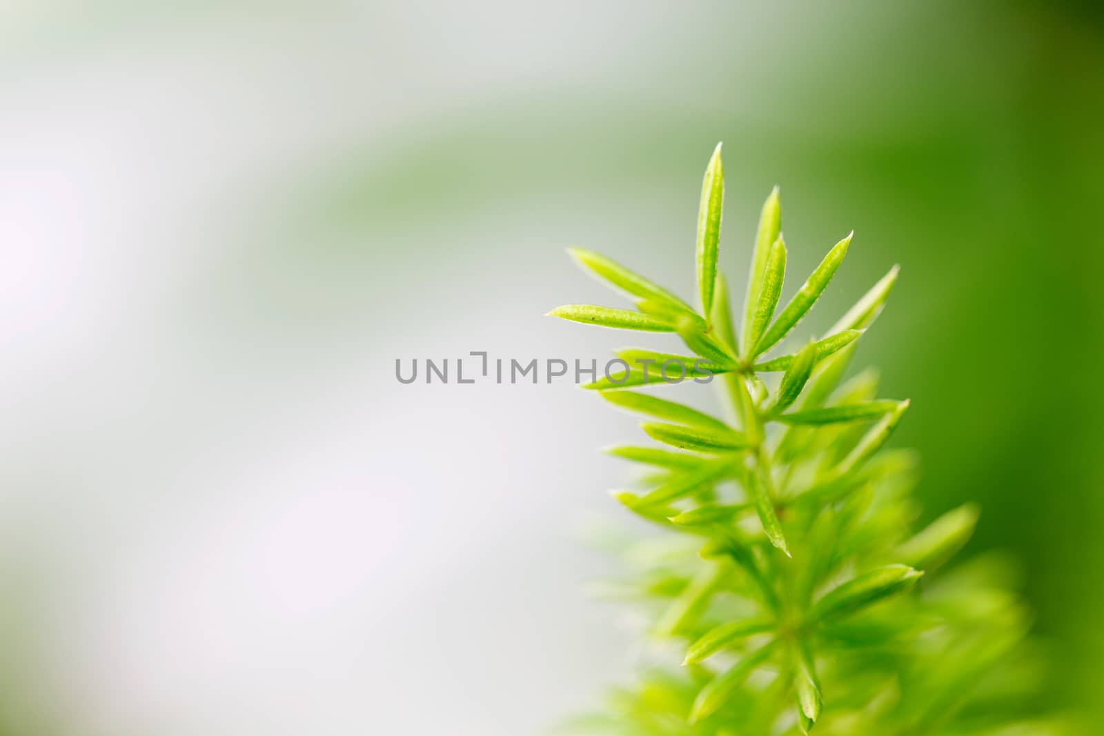 Foxtail Fern leaf.