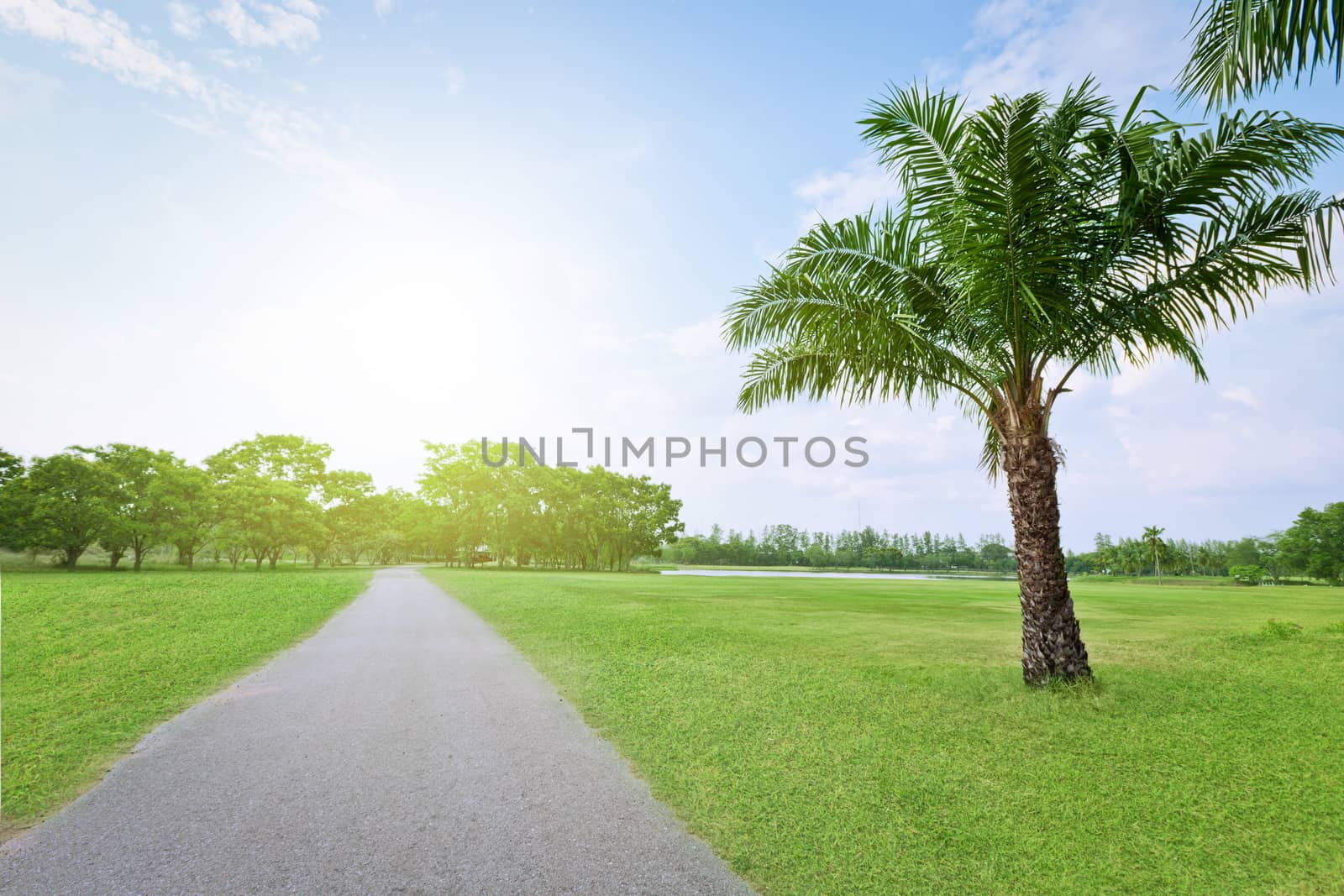 Landscape view tree with road. by jayzynism