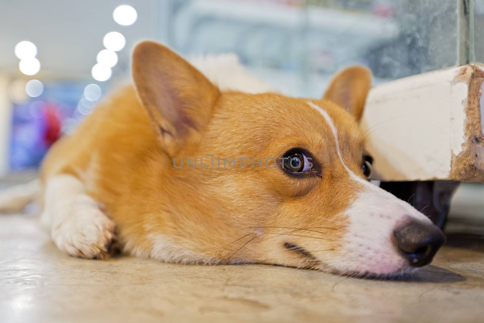 Pembroke wales corgi crouching on floor.