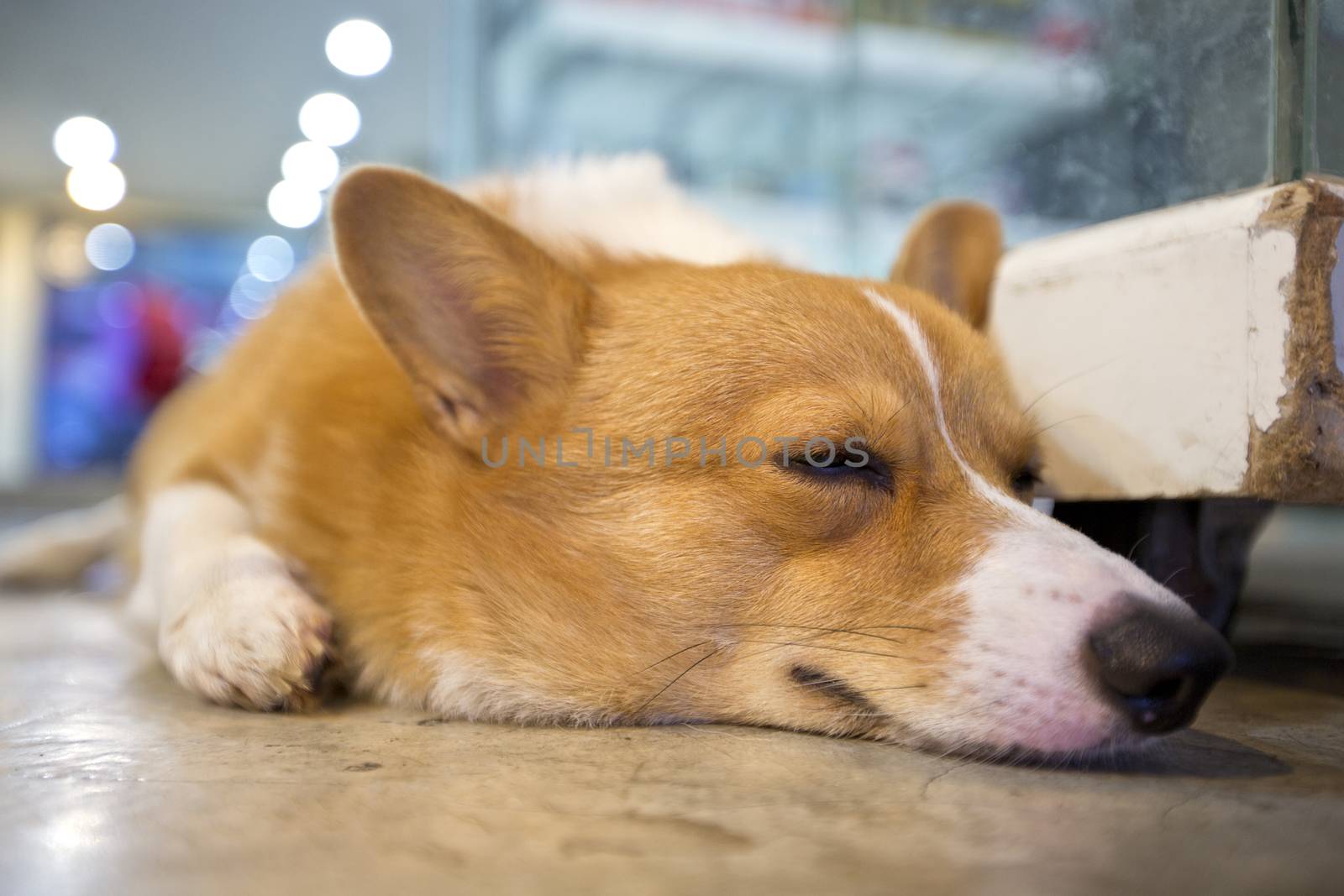 Pembroke wales corgi crouching and sleep. by jayzynism