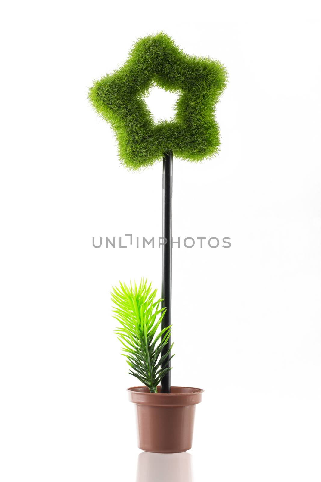 Beautiful tree star grass on pot by jayzynism