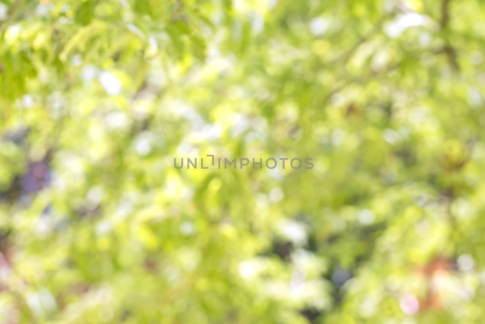 Abstract blur green tree background.