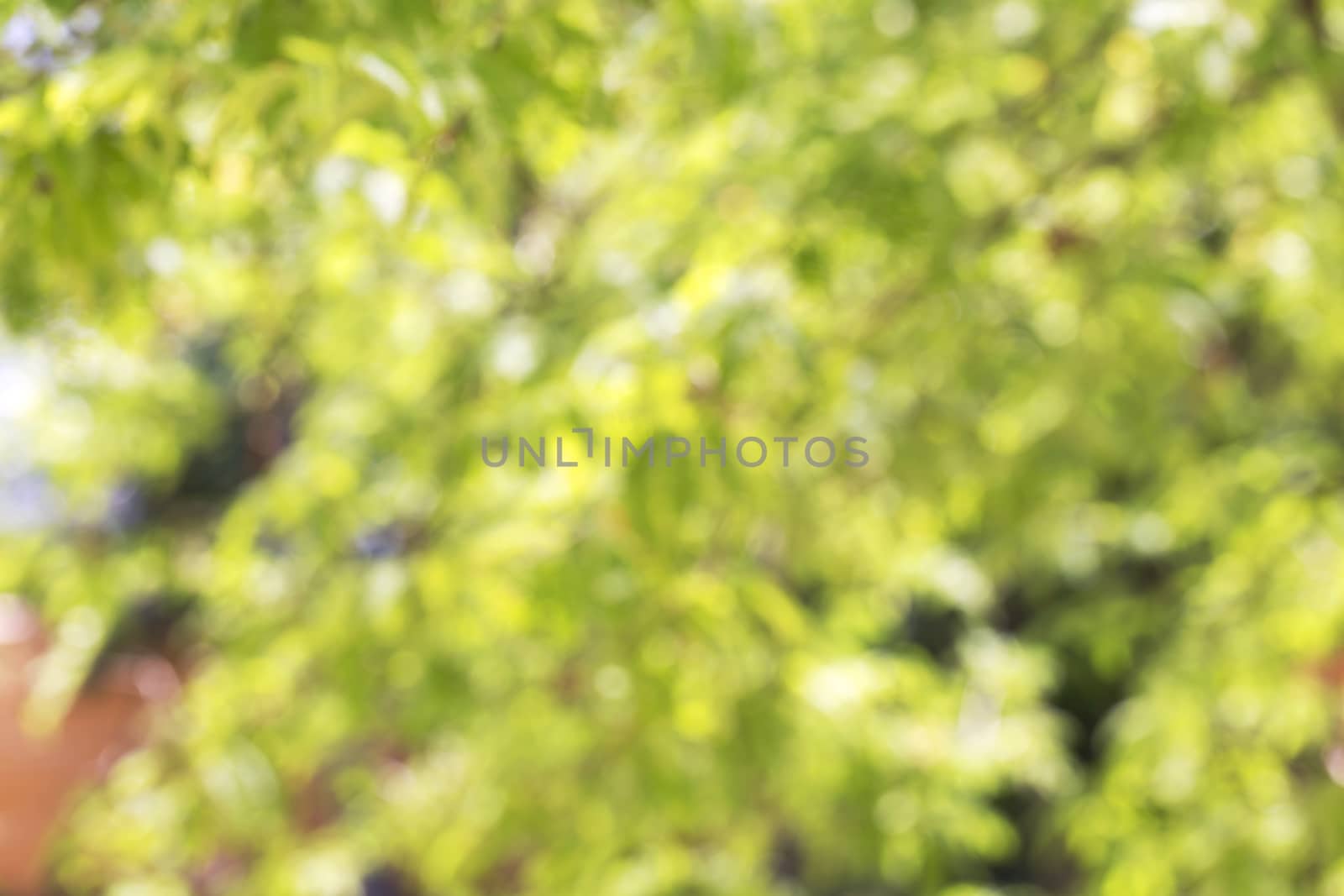Abstract blur green tree background. by jayzynism