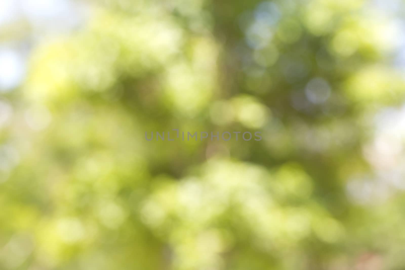 Abstract blur green tree background.