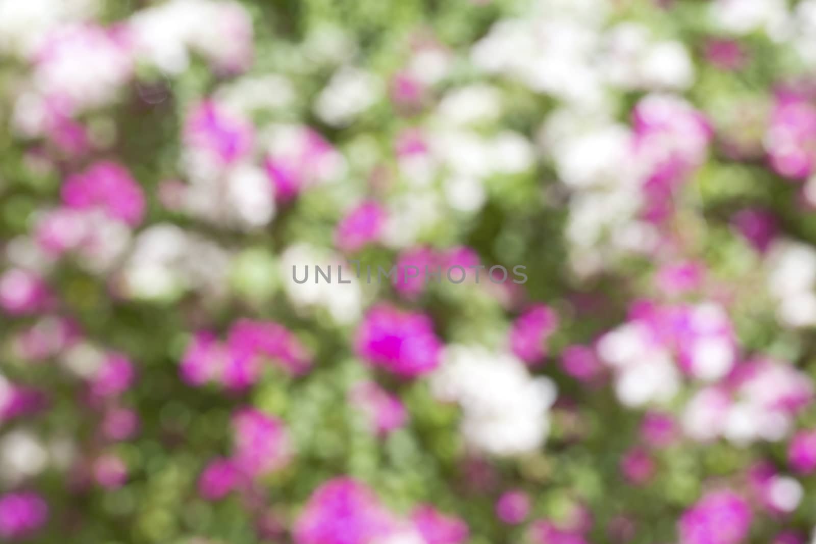 Abstract blurry flower background. by jayzynism