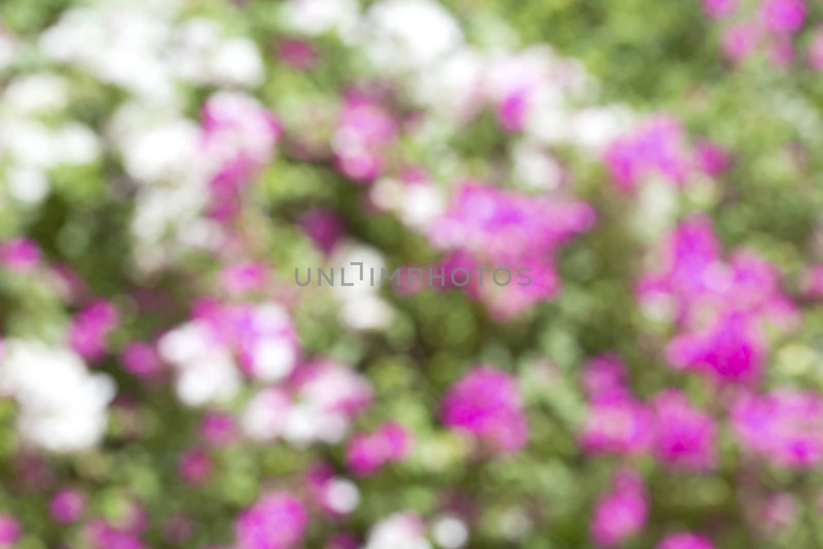 Abstract blurry flower background. by jayzynism