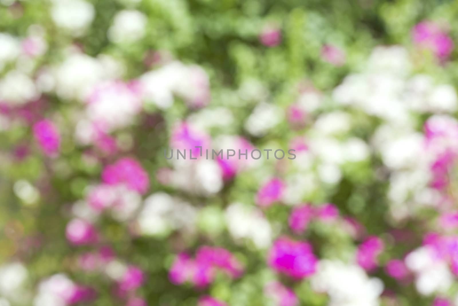 Abstract blurry flower background. by jayzynism