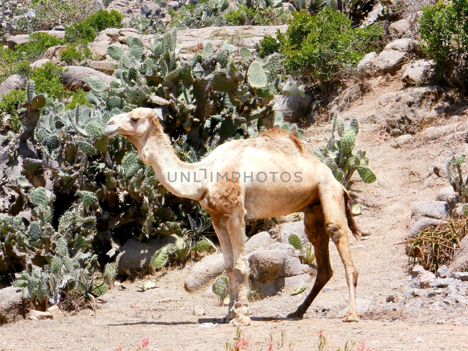 Tesseney, Eritrea - 10/11/2020: Beautiful photography of the landscape from the villages near the bord from Ethiopia. Old desert villages with some domestic animals.