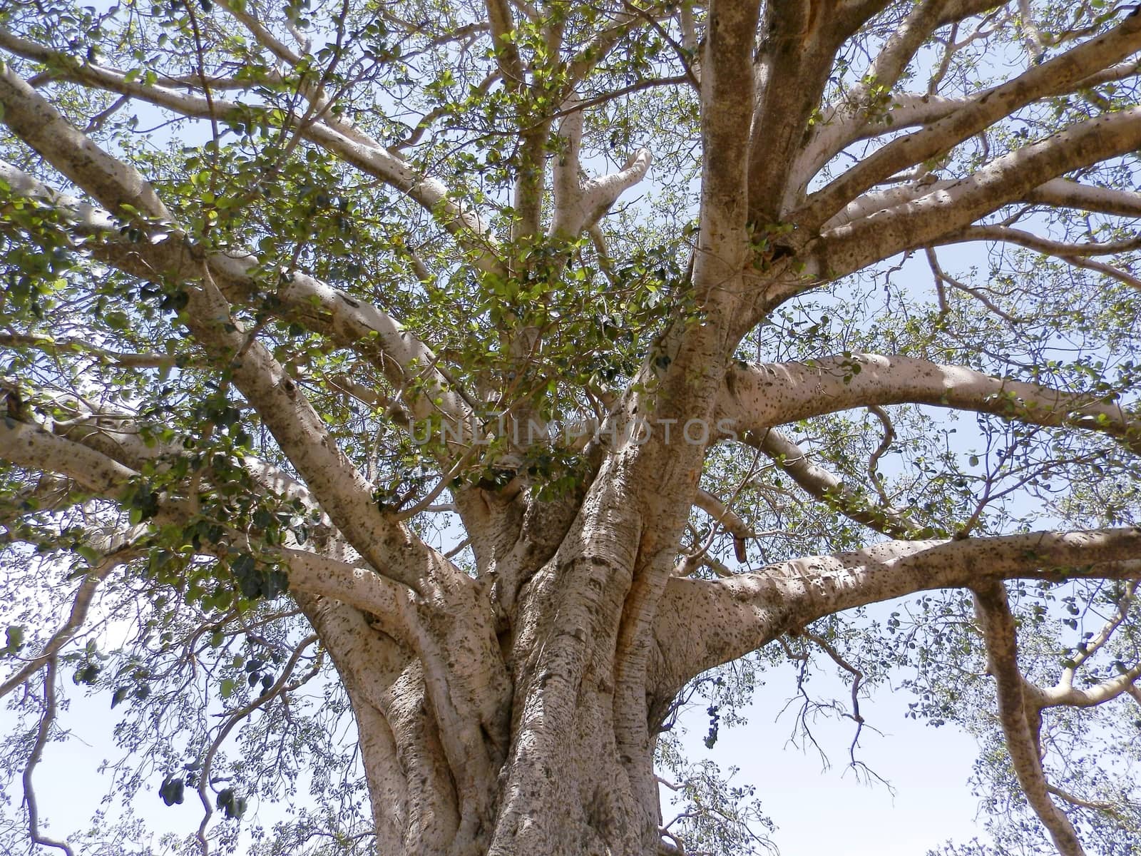 Tesseney, Eritrea - 10/11/2020: Beautiful photography of the landscape from the villages near the bord from Ethiopia. Old desert villages with some domestic animals.