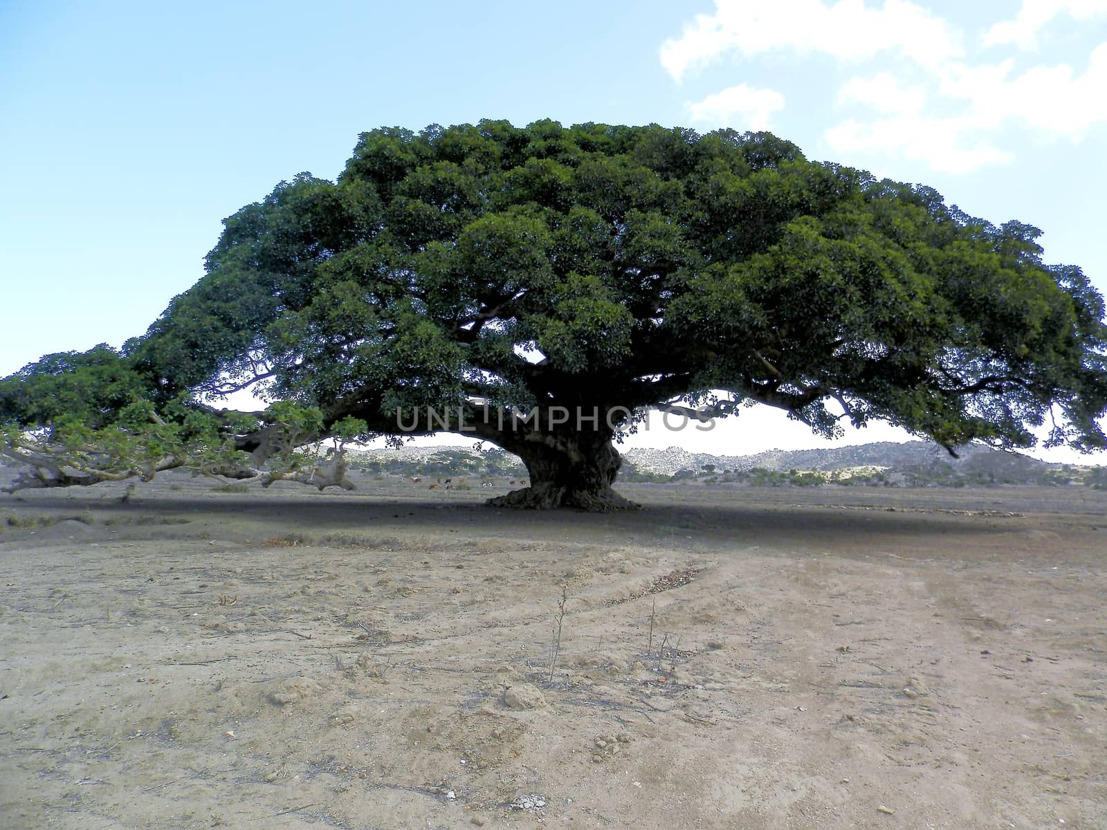 Beautiful photography of the landscape from the villages near the bord from Ethiopia by yohananegusse