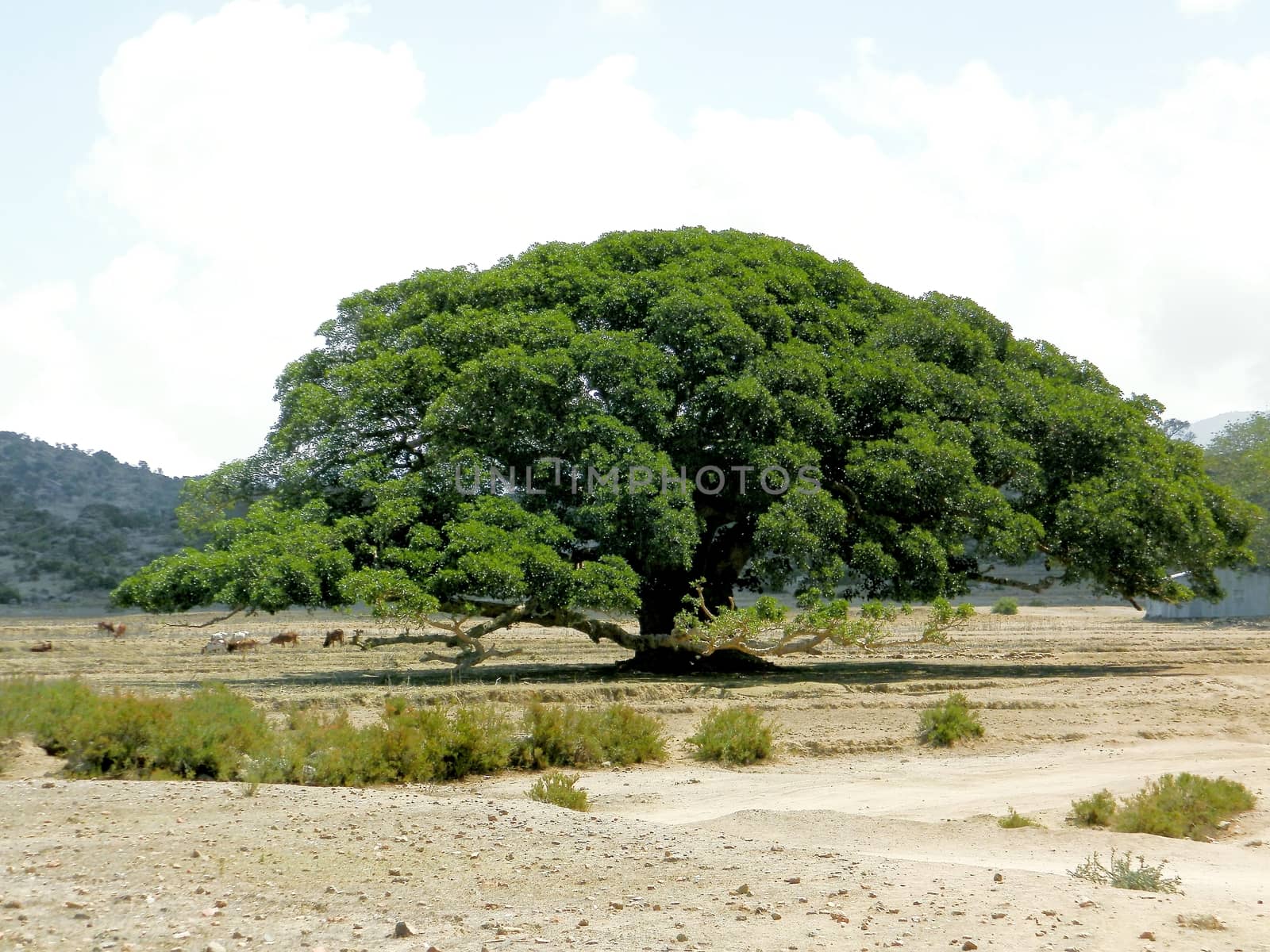 Beautiful photography of the landscape from the villages near the bord from Ethiopia by yohananegusse