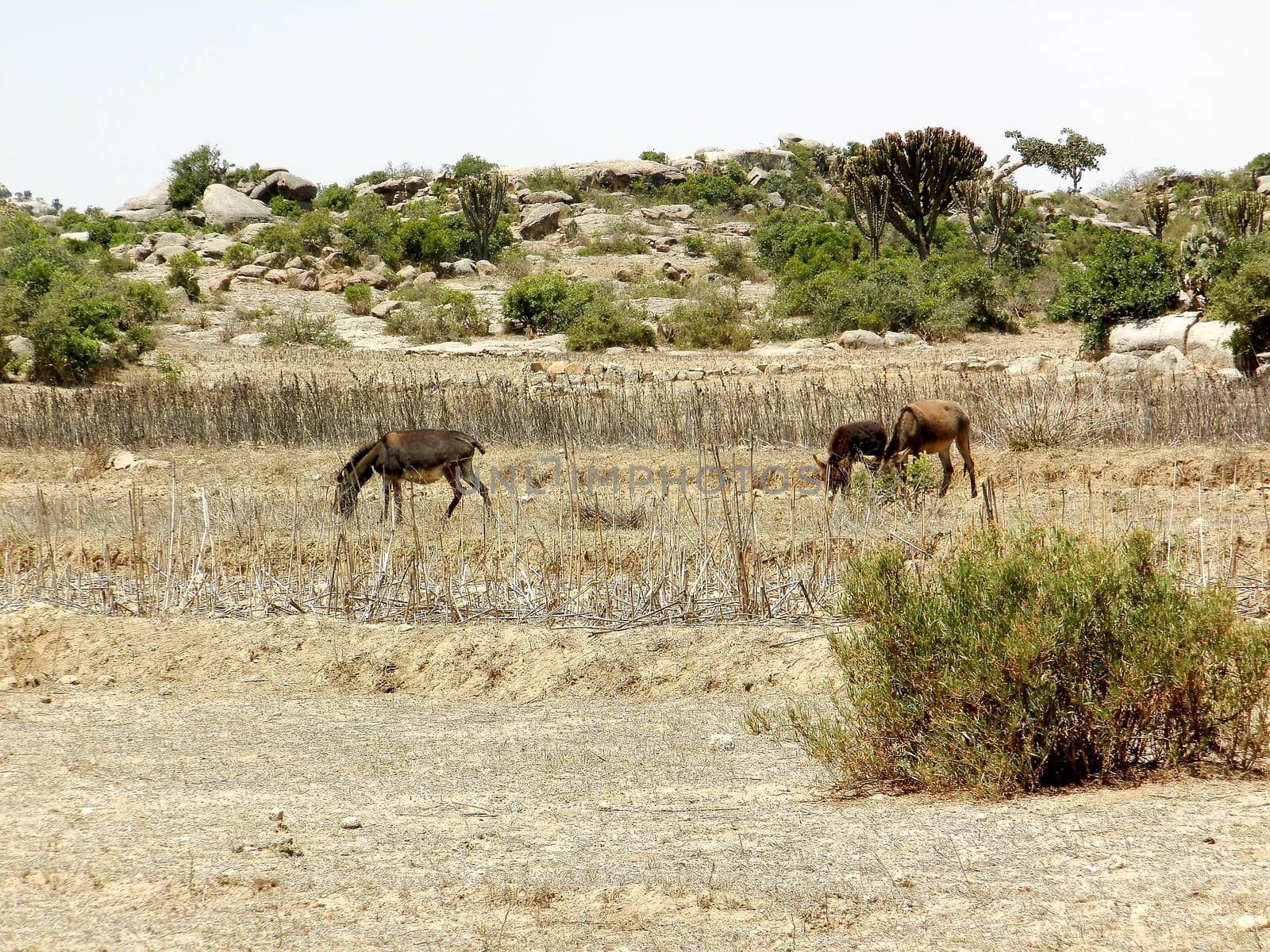 Beautiful photography of the landscape from the villages near the bord from Ethiopia by yohananegusse