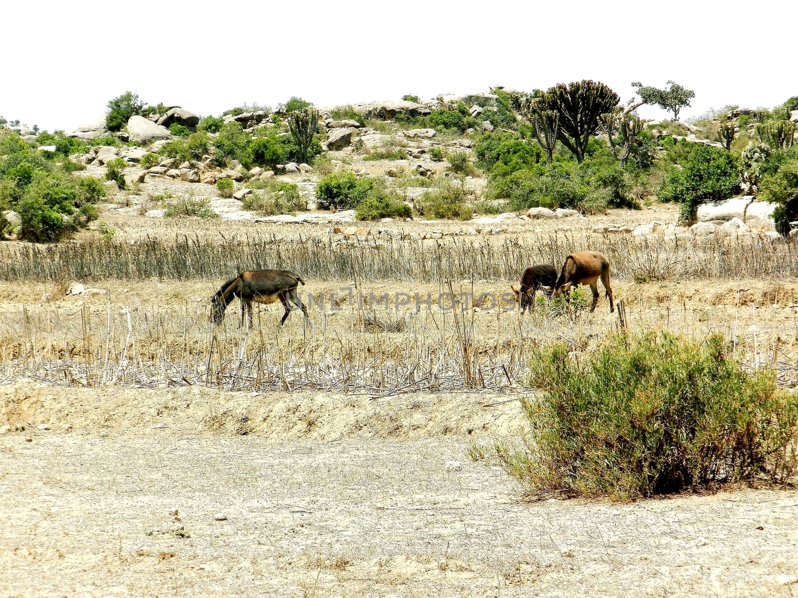 Tesseney, Eritrea - 10/11/2020: Beautiful photography of the landscape from the villages near the bord from Ethiopia. Old desert villages with some domestic animals.