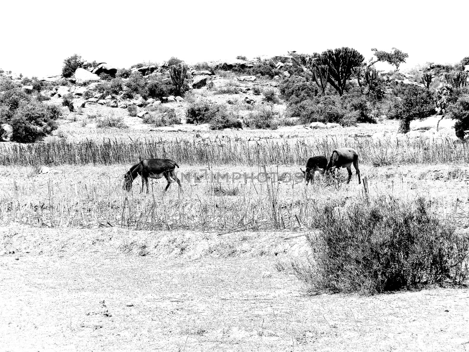 Beautiful photography of the landscape from the villages near the bord from Ethiopia by yohananegusse