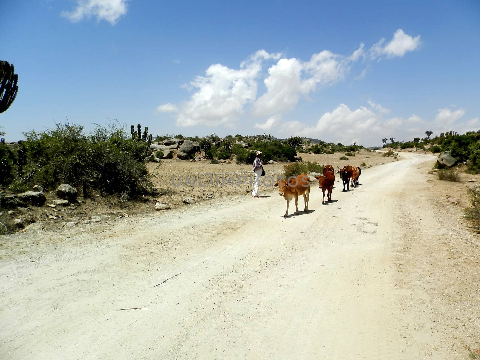 Tesseney, Eritrea - 10/11/2020: Beautiful photography of the landscape from the villages near the bord from Ethiopia. Old desert villages with some domestic animals.