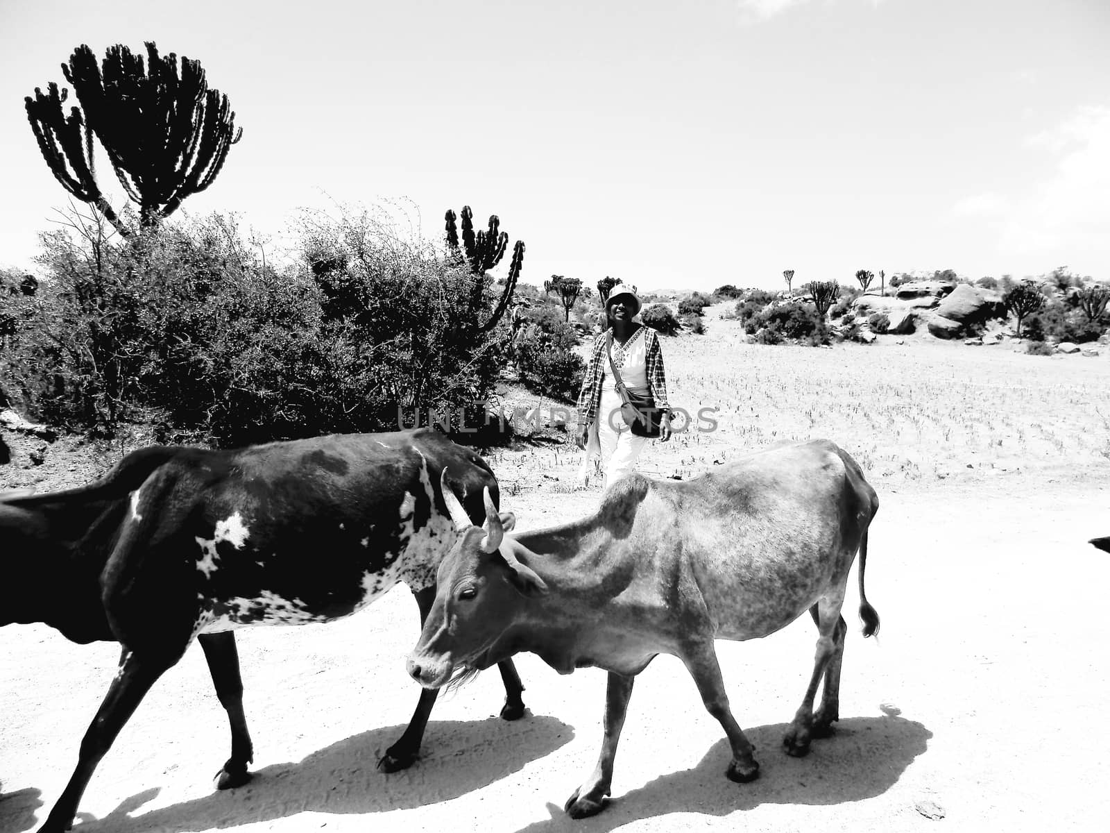 Tesseney, Eritrea - 10/11/2020: Beautiful photography of the landscape from the villages near the bord from Ethiopia. Old desert villages with some domestic animals.