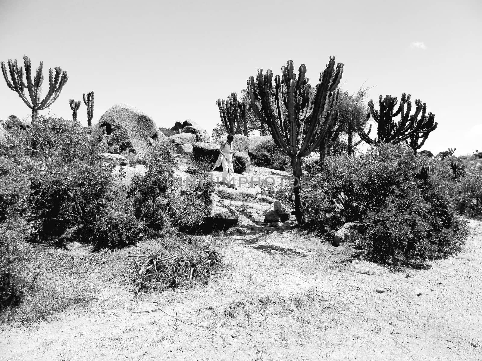 Tesseney, Eritrea - 10/11/2020: Beautiful photography of the landscape from the villages near the bord from Ethiopia. Old desert villages with some domestic animals.