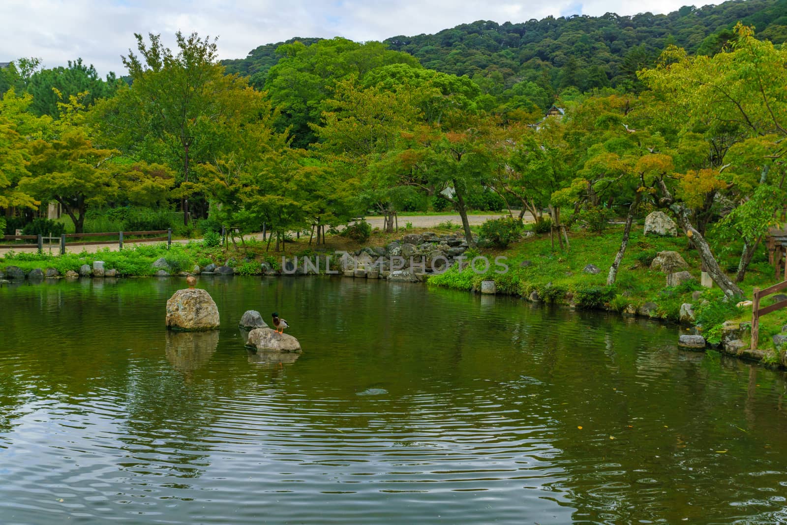 Pond in the Maruyama Park, Kyoto by RnDmS